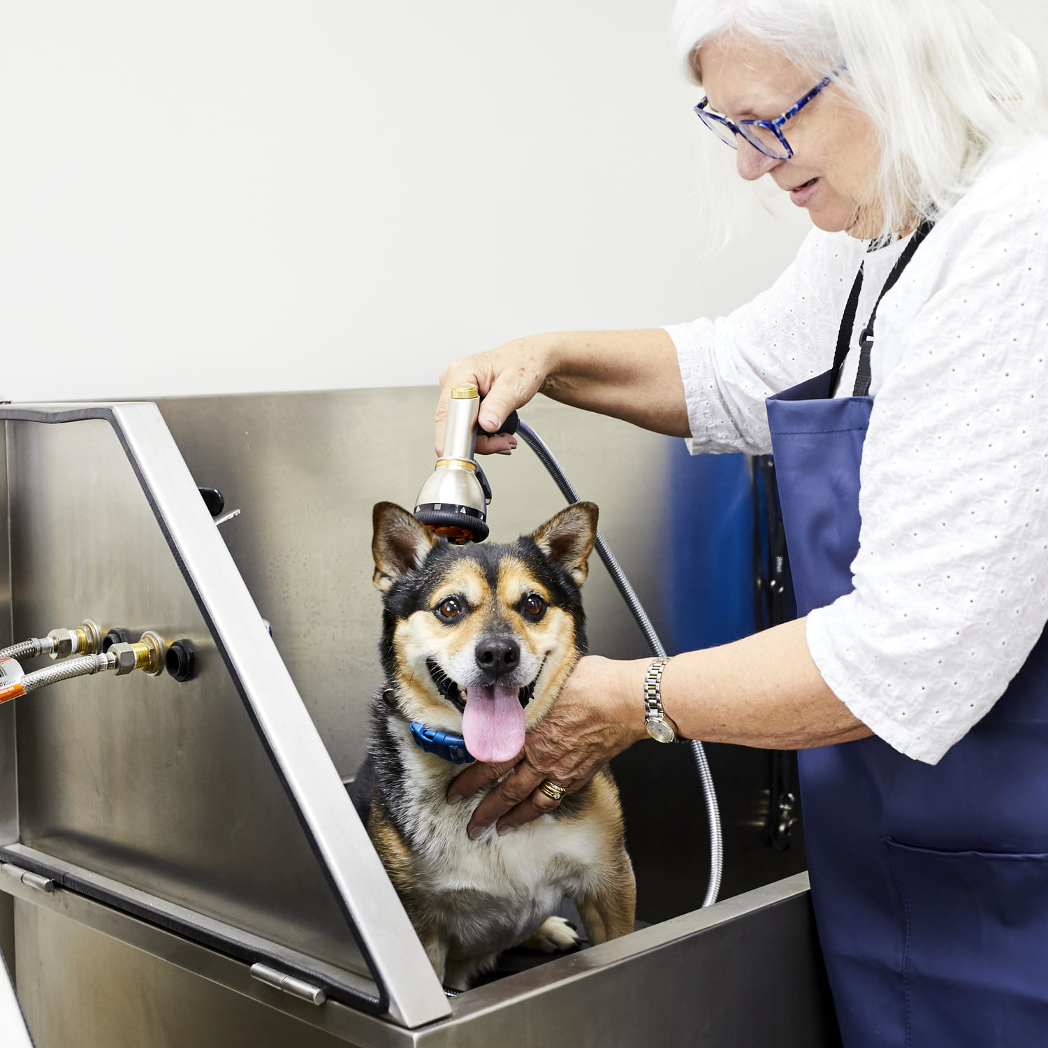 The Dallas Dog Palace Where Your Dog is Royalty!