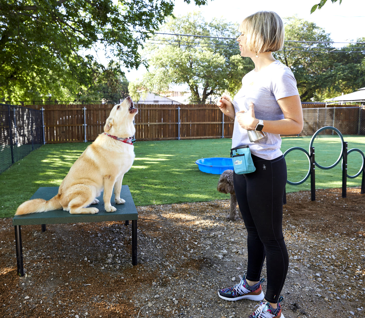 Dog Daycare Dallas Dog Palace