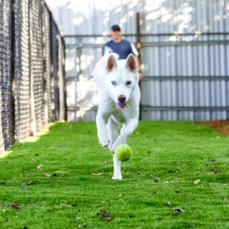 Dog Daycare Dallas Dog Palace